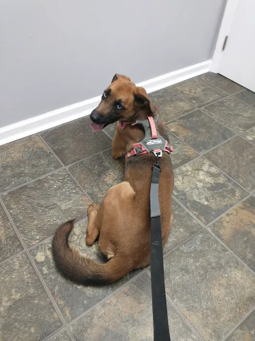 Withamsville Animal Hospital Picture 4