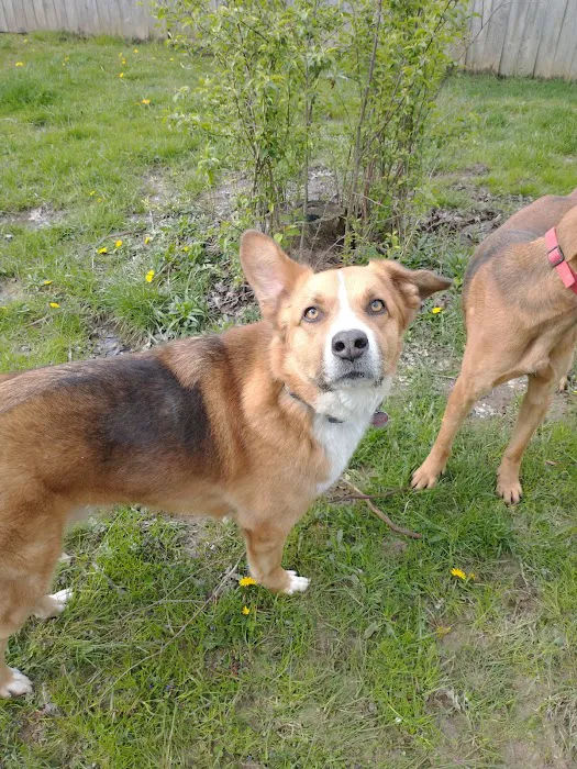 Withamsville Animal Hospital Picture 5
