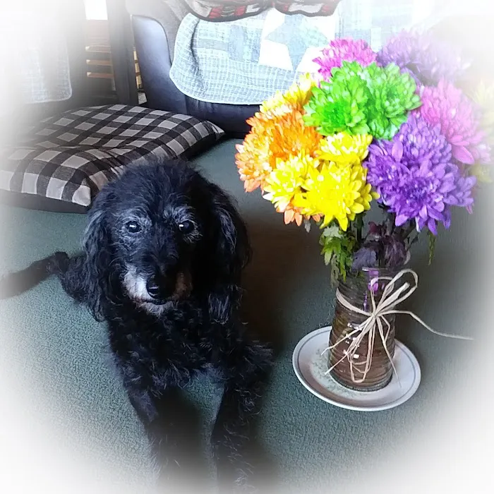Withamsville Animal Hospital Picture 10