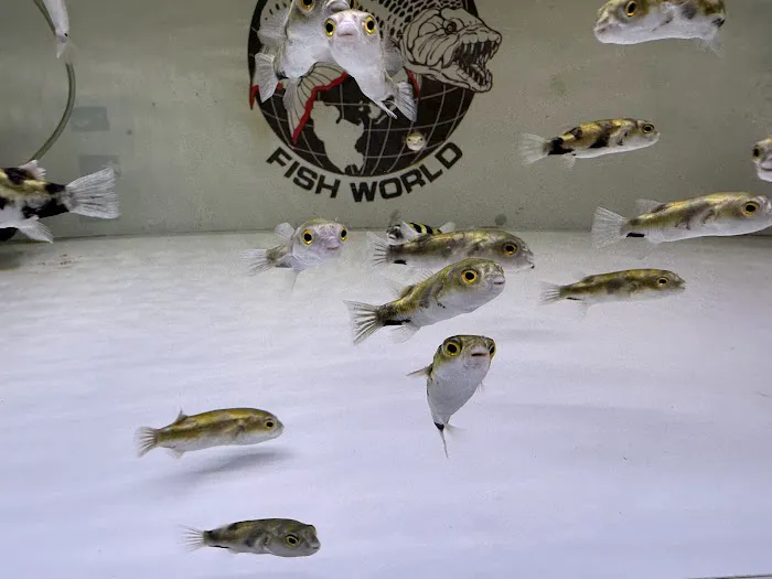 Fish World Aquarium Picture 6