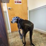 Park Plaza Animal Hospital