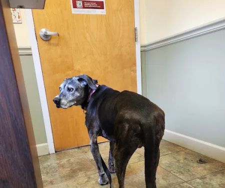 Park Plaza Animal Hospital