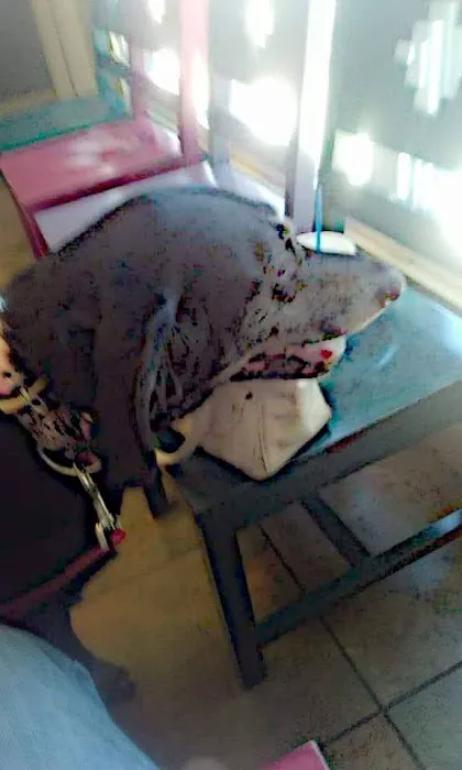Park Plaza Animal Hospital Picture 2