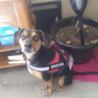 Mt Holly-Bantam Small Animal ico