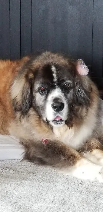 Dirty Hairy's Self and Full Service Dog Wash Picture 2