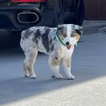 Dirty Hairy's Self and Full Service Dog Wash