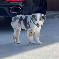 Dirty Hairy's Self and Full Service Dog Wash ico