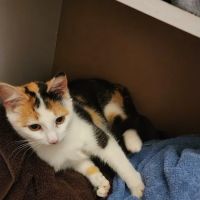 Fort Thomas Animal Hospital ico