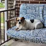 Noah's Ark Animal Clinic of Ft. Wright