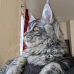 Fort Mitchell Veterinary Center