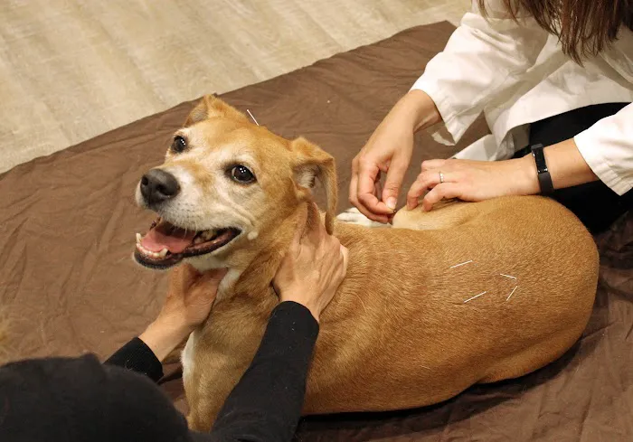 Holistic Veterinary Care Picture 1