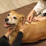 Holistic Veterinary Care