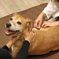 Holistic Veterinary Care ico
