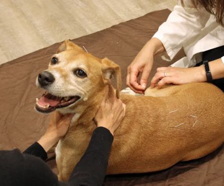 Holistic Veterinary Care