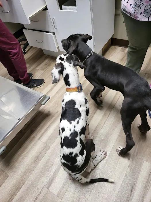 Park Hills Animal Hospital Picture 2