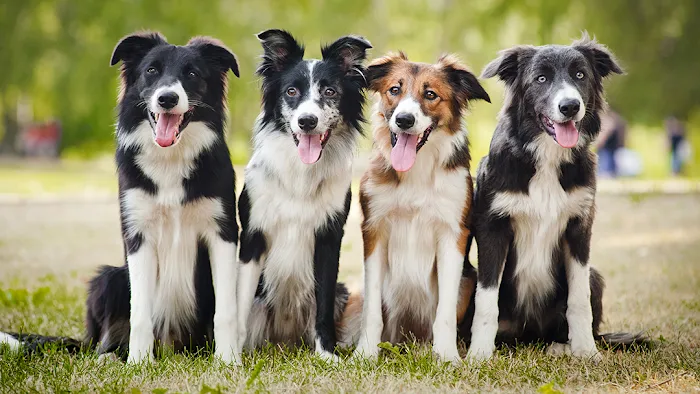 Crescent Springs Animal Hospital Picture 7