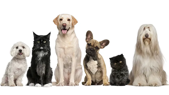 Crescent Springs Animal Hospital Picture 2