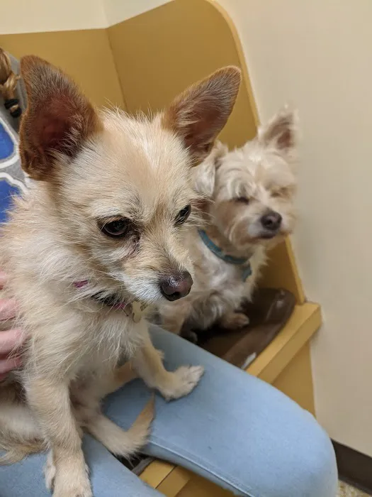 Crescent Springs Animal Hospital Picture 8