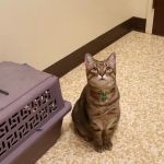 Crescent Springs Animal Hospital