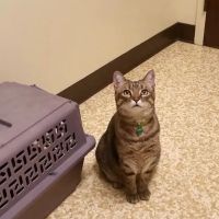 Crescent Springs Animal Hospital ico