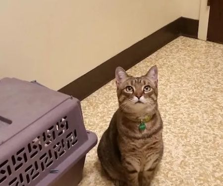 Crescent Springs Animal Hospital