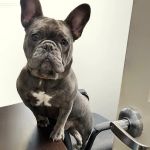 Beechmont Pet Hospital