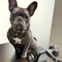 Beechmont Pet Hospital ico