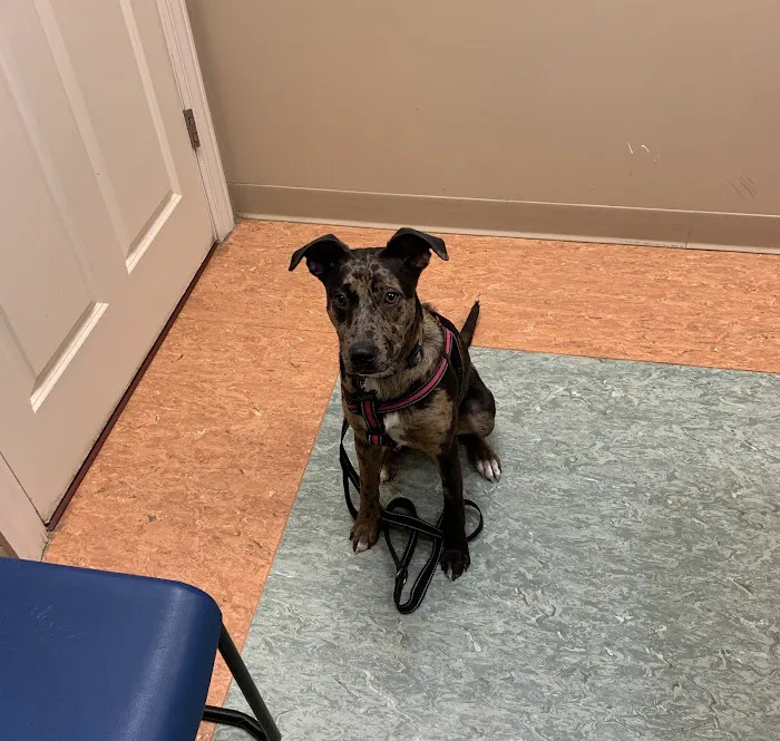 Beechmont Pet Hospital Picture 8
