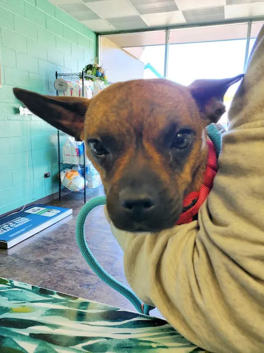 Alexandria Pike Animal Hospital PSC Picture 10