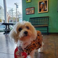 Alexandria Pike Animal Hospital PSC ico