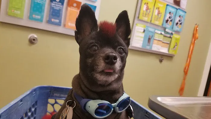 Banfield Pet Hospital Picture 6