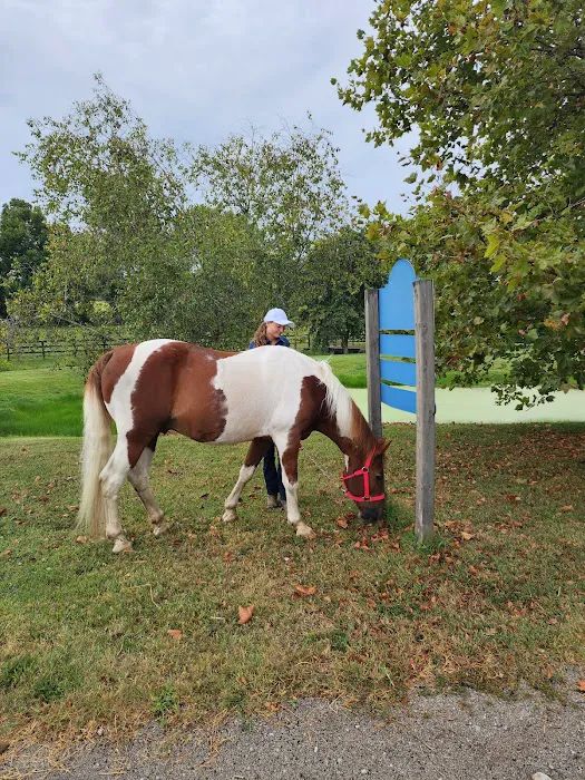 Park Equine Hospital Picture 6