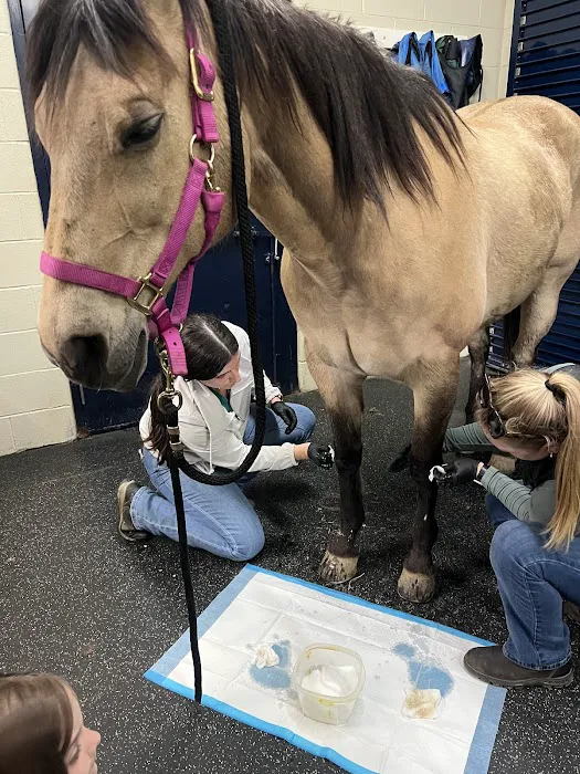 Park Equine Hospital Picture 10