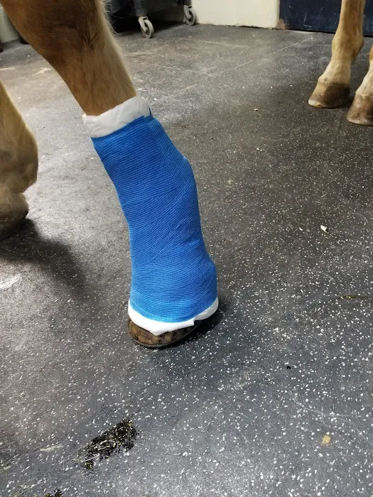 Park Equine Hospital Picture 2