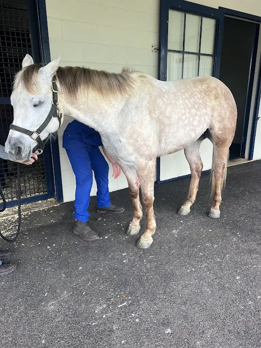 Park Equine Hospital Picture 8