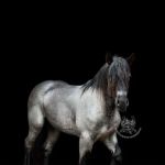 Park Equine Hospital