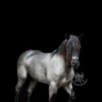 Park Equine Hospital ico