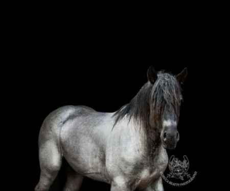 Park Equine Hospital