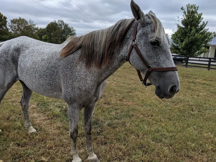 Park Equine Hospital Picture 4