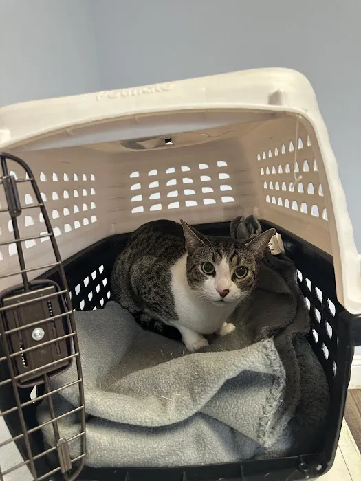 Commonwealth Animal Care Picture 5