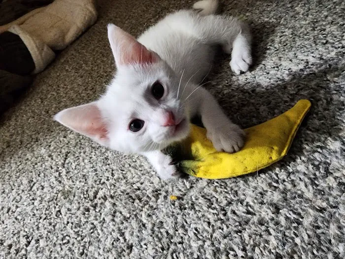Commonwealth Animal Care Picture 8