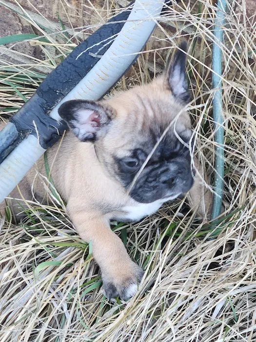 Commonwealth Animal Care Picture 6
