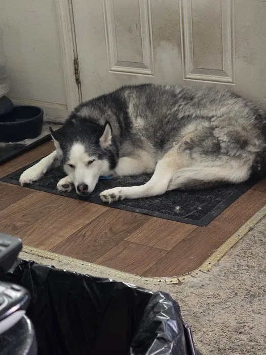 Commonwealth Animal Care Picture 1