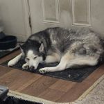 Commonwealth Animal Care