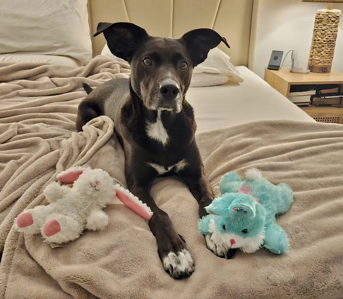Commonwealth Animal Care Picture 9