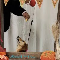 Animal Care Clinic ico