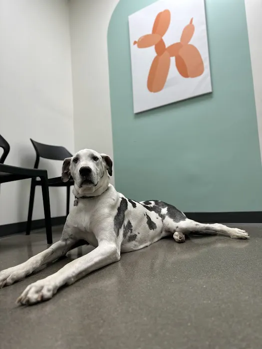 Blue Paw Primary Pet Care Picture 3