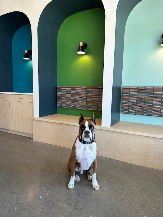 Blue Paw Primary Pet Care Picture 9