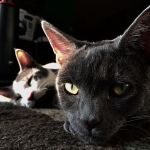 House-Call Veterinary Service