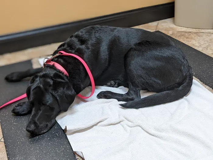 Veterinary Wellness Center Picture 7